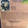 Zdjęcie z Meksyku - tabliczka informacyjna o gatunku małpki -pająka; dla Papuasa ("Niedowiarka")😊