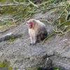 Zdjęcie z Meksyku - wyspa Małp- Isla de los Monos i jej mieszkańcy - "czerwonolice makaki"🐵 