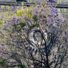 Zdjęcie z Meksyku - wieża katedralna z jacarandą..