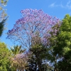 Zdjęcie z Meksyku - ach te jacarandy....