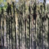 Zdjęcie z Meksyku - te kaktusy to tzw "Mexican fences", czyli gatunek "Marginatocereus marginatus" 
