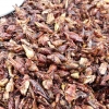 Zdjęcie z Meksyku - chapulines - czyli pieczone świerszcze                                                         