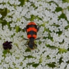 Zdjęcie z Polski - Fauna i flora