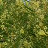 Zdjęcie z Australii - Australijska flora