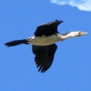 Zdjęcie z Australii - Kormoran srokaty w locie