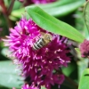 Zdjęcie z Australii - Fauna i flora