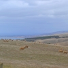 Zdjęcie z Australii - Jedziemy do Myponga Beach