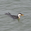 Zdjęcie z Australii - Kormoran srokaty 