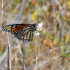 Zdjęcie z Australii - Fauna i flora