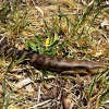 Zdjęcie z Australii - Po drodze spotykamy takiego stwora - scynka tiliqua