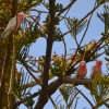 Zdjęcie z Australii - Kakadu rozowe