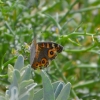 Zdjęcie z Australii - Plazowa fauna i flora