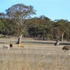 Zdjęcie z Australii - Owce i...emu