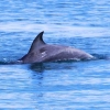 Zdjęcie z Australii - Caly czas obserwowalem delfiny