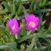 Zdjęcie z Australii - Nadmorska flora