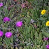 Zdjęcie z Australii - Nadmorska flora