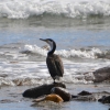Zdjęcie z Australii - Kormoran srokaty 