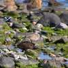 Zdjęcie z Australii - Para cyranek szarych - Grey Teal (Anas gracilis)