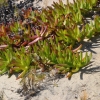 Zdjęcie z Australii - Nadmorska flora