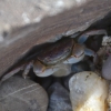 Zdjęcie z Australii - Mieszkaniec plazy Hallett Cove Beach