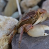 Zdjęcie z Australii - Jest i fauna