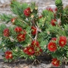 Zdjęcie z Australii - Australijska flora