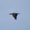 Zdjęcie z Australii - Kormoran bruzdodzioby w locie