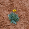 Zdjęcie z Australii - Flora