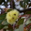 Zdjęcie z Australii - Kwitnie jedna z odmian eukaliptusa