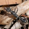 Zdjęcie z Australii - Wielka calowa mrówa - inch ant