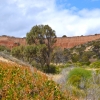 Zdjęcie z Australii - Ponowna wizyta w Hallett Cove