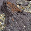 Zdjęcie z Australii - Niesamowite skaly Hallett Cove