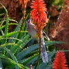Zdjęcie z Australii - Koralicowiec czerwony spijajacy aloesowy nektar