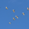 Zdjęcie z Australii - Lecą ibisy
