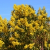 Zdjęcie z Australii - Australijska flora