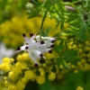Zdjęcie z Australii - Australijska flora
