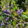 Zdjęcie z Australii - Australijska flora