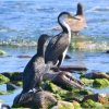 Zdjęcie z Australii - Kormoran bruzdodzioby, kormoran srokaty i mewa grubodzioba