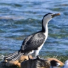 Zdjęcie z Australii - Kormoran srokaty 