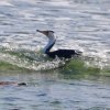 Zdjęcie z Australii - Kormoran srokaty 
