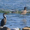 Zdjęcie z Australii - Kormoran srokaty z pacyficzną mewą grubodziobą 