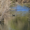 Zdjęcie z Australii - Rzeka Field River tuz przy ujsciu