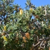 Zdjęcie z Australii - Australijska flora