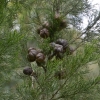 Zdjęcie z Australii - Australijska flora