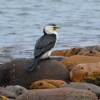Zdjęcie z Australii - Kormoran białolicy