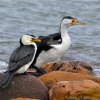 Zdjęcie z Australii - Kormoran białolicy i  kormoran srokaty