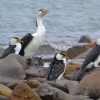 Zdjęcie z Australii - Wielki kormoran srokaty posrod karzelkow - kormoranow bialolicych