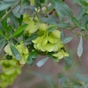 Zdjęcie z Australii - Australijska flora