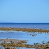 Zdjęcie z Australii - Aldinga - Snapper Point