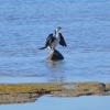 Zdjęcie z Australii - Kormoran białolicy